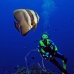batfish_longfin_jr_v_0705_png0358.jpg